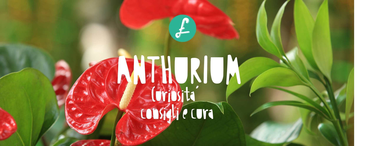 dettaglio di pianta di anthurium rosso