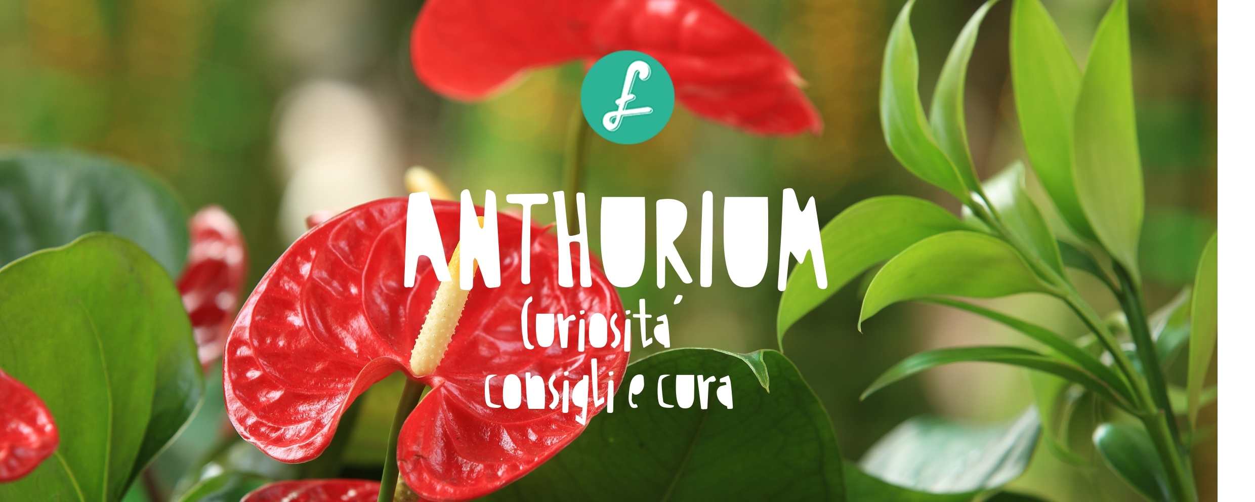 dettaglio di pianta di anthurium rosso