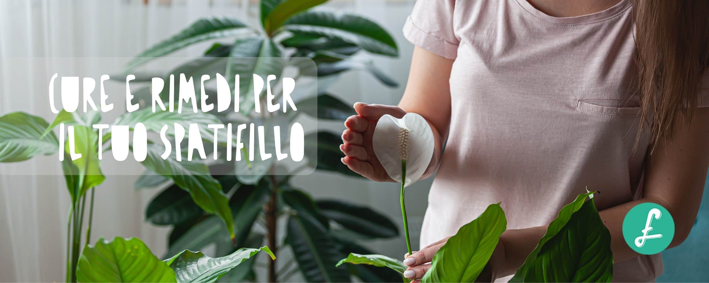 Una pianta rigogliosa di Spathiphyllum (Spatifillo) coltivata in appartamento, che mostra le sue grandi foglie verde acceso e i caratteristici fiori bianchi a forma di spata.