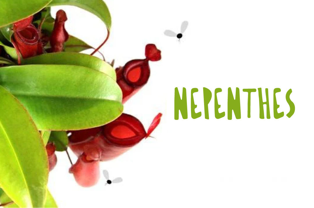 Pianta carnivora Nepenthes da appartamento