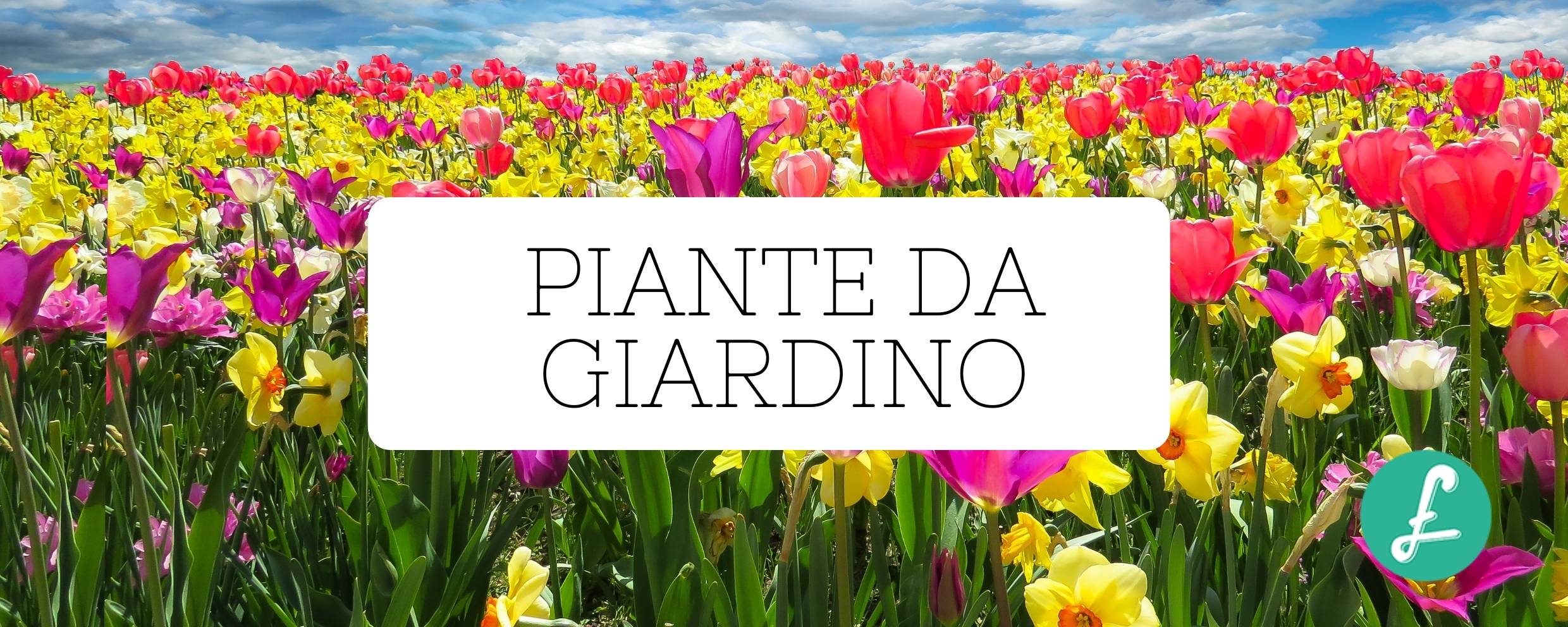 distesa di tulipani colorati che rappresenta le piante da giardino