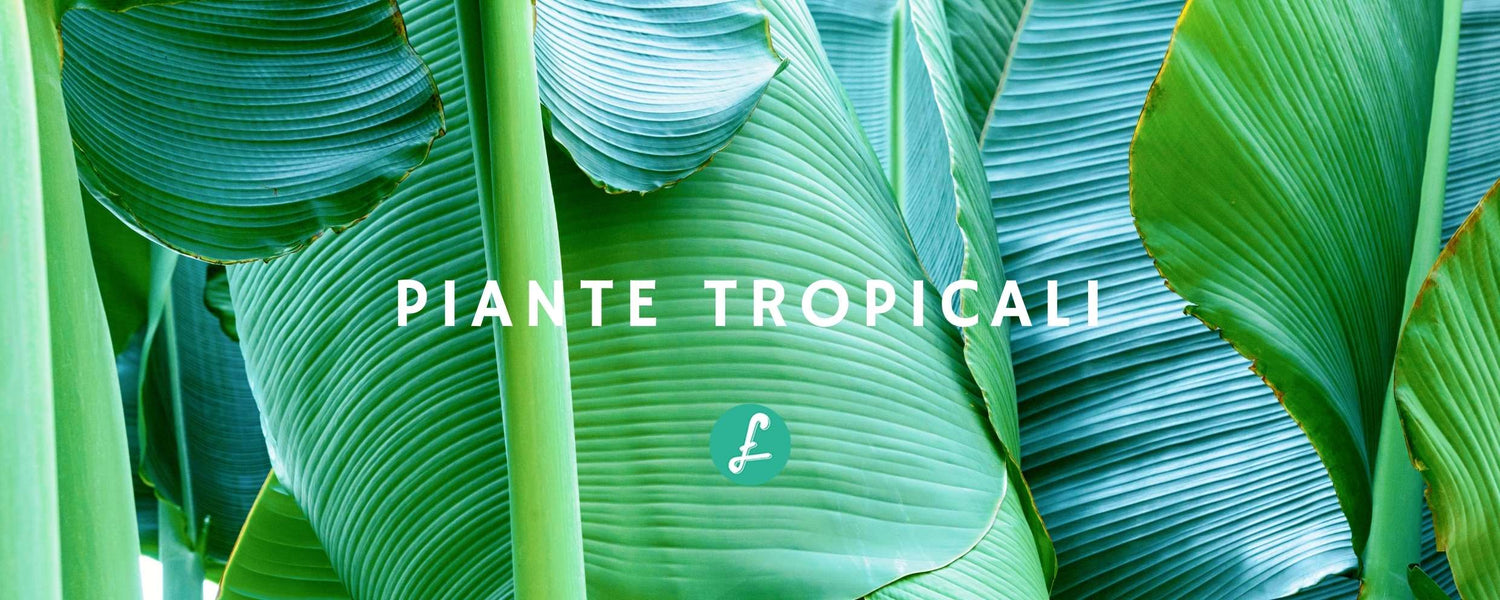 Dettaglio di foglie di una pianta tropicale