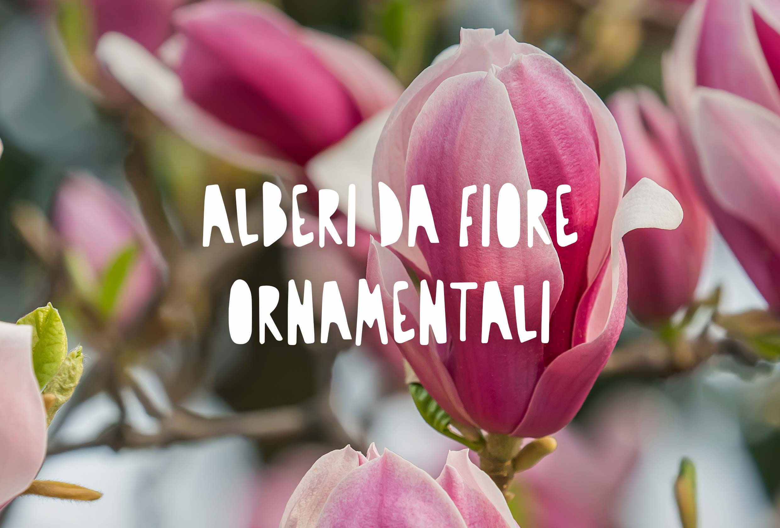 Un esemplare di Magnolia soulangeana in piena fioritura primaverile