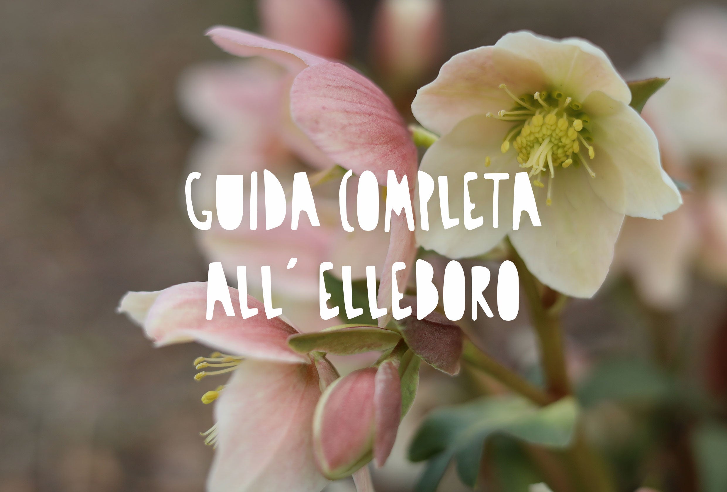 Un primo piano di fiori di elleboro (Rosa di Natale) con petali bianchi e sfumature rosa pallido 
