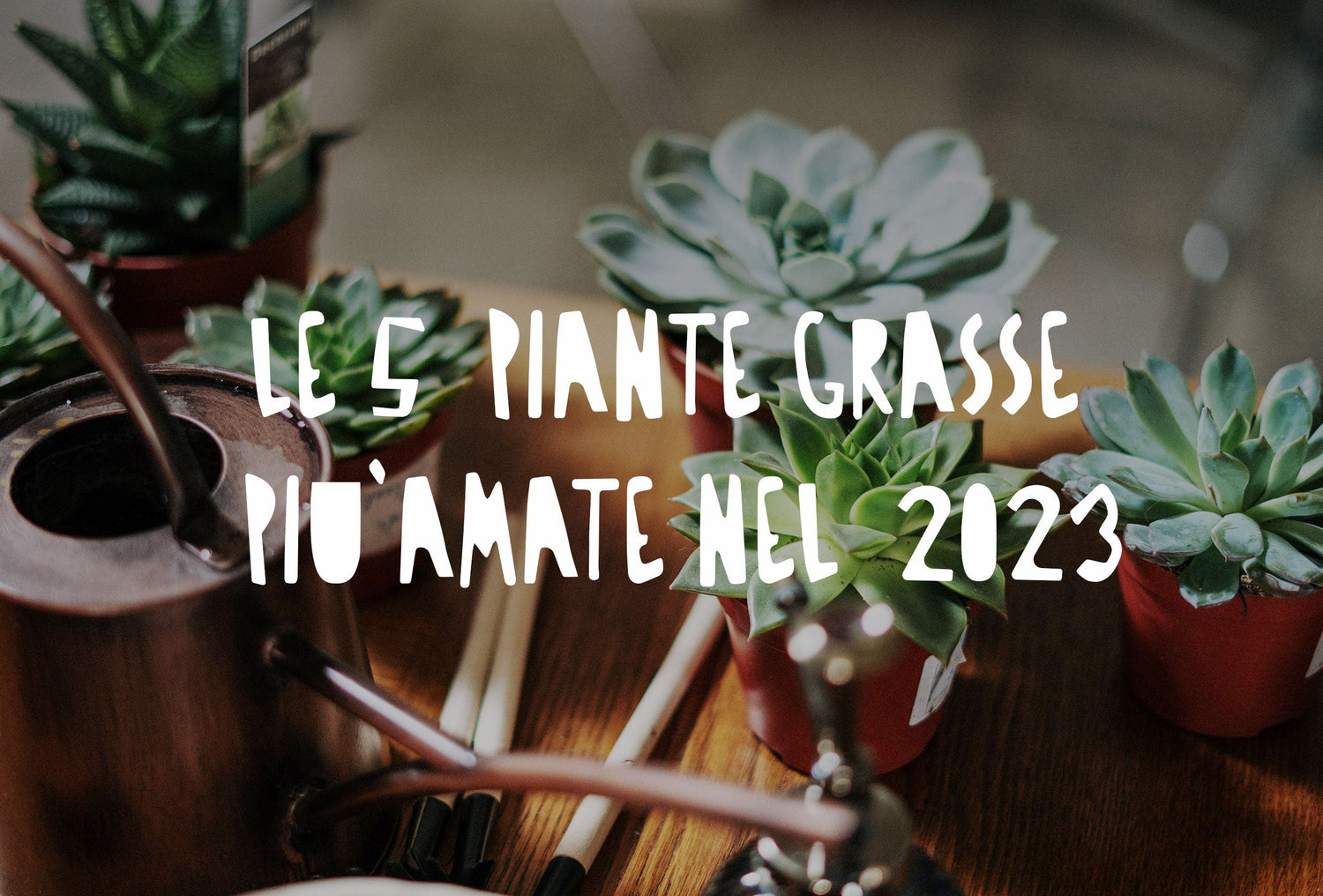 Una selezione delle piante grasse d'appartamento più amate e facili da curare