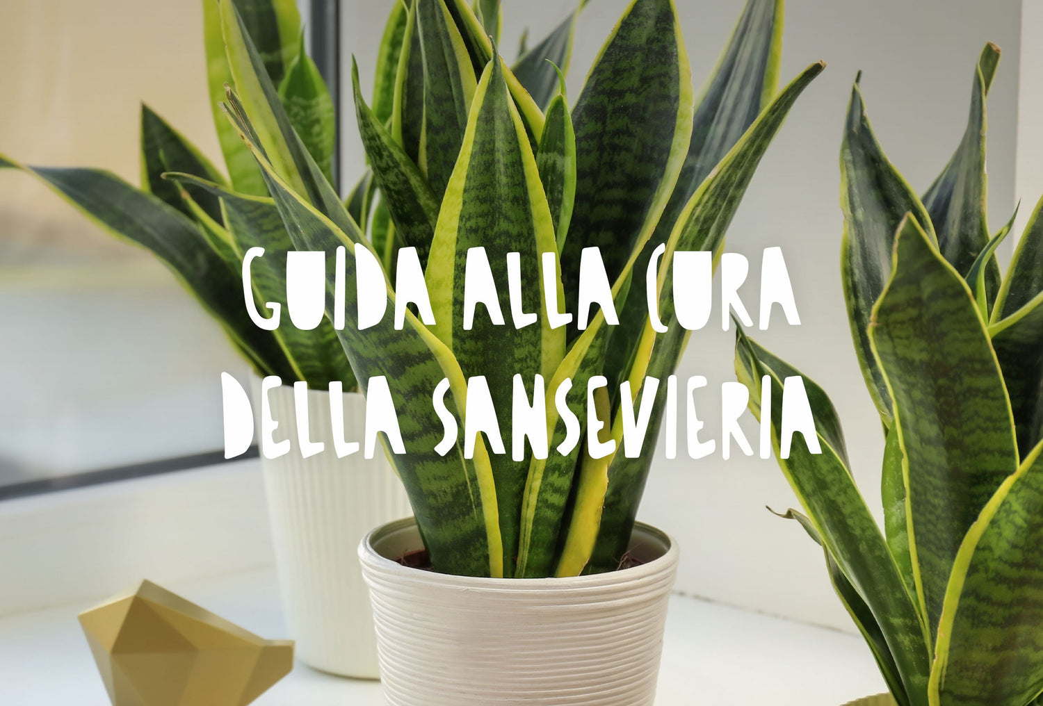 pianta di Sansevieria in un vaso di design, caratterizzata dalle sue tipiche foglie lanceolate a forma di serpente che crescono slanciate verso l'alto con striature verde scuro e gialle.