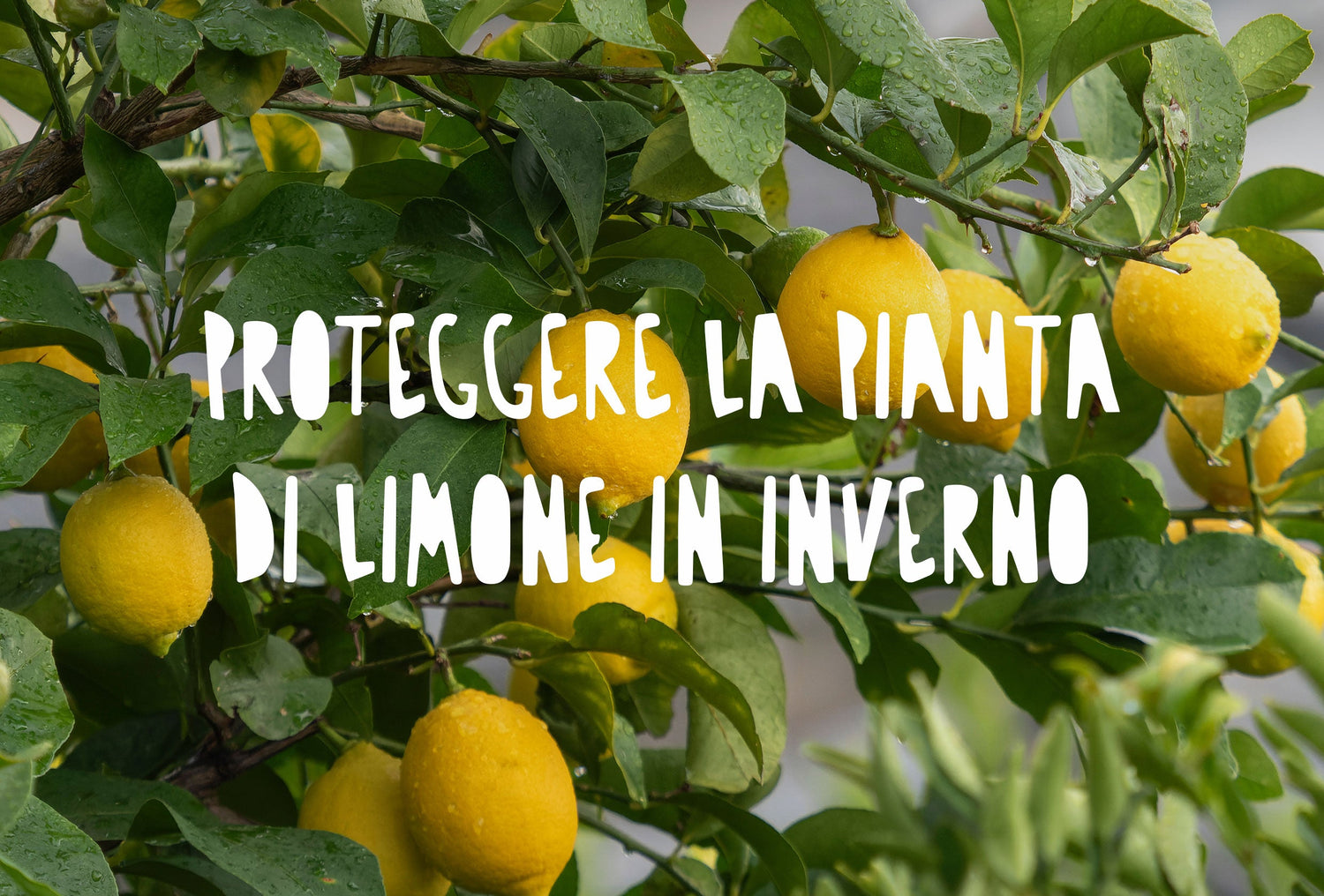Una pianta di limone riparato durante la stagione invernale