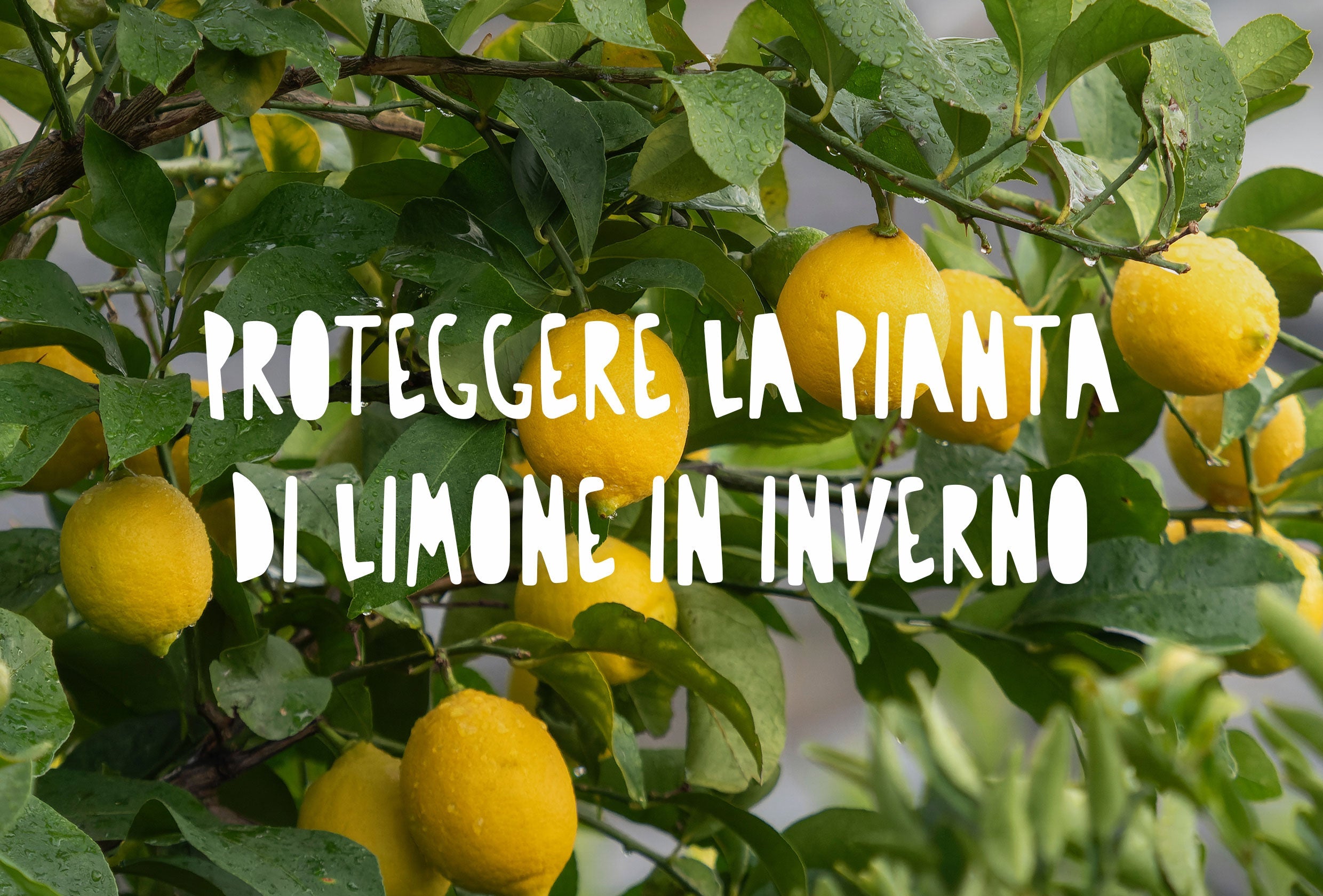 Una pianta di limone riparato durante la stagione invernale