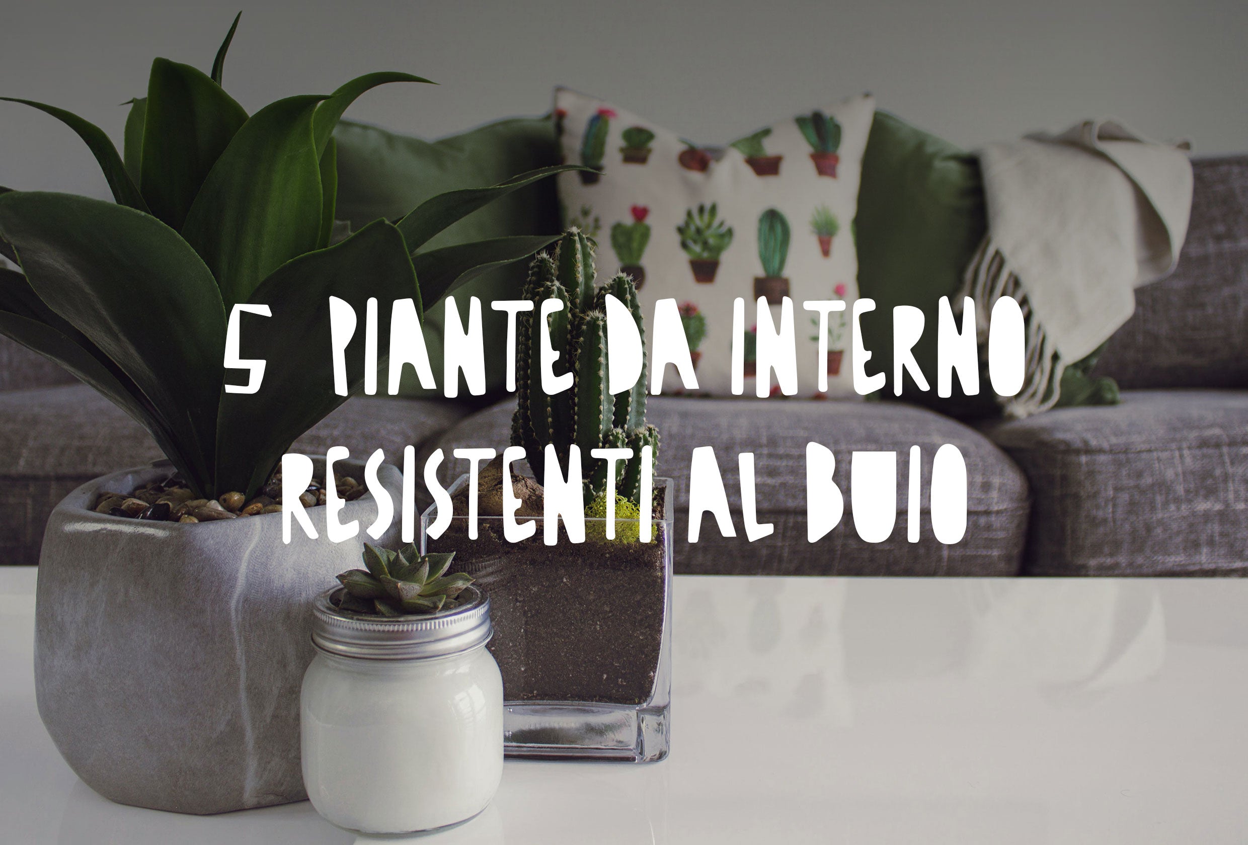 Le 5 migliori piante da interno resistenti al buio