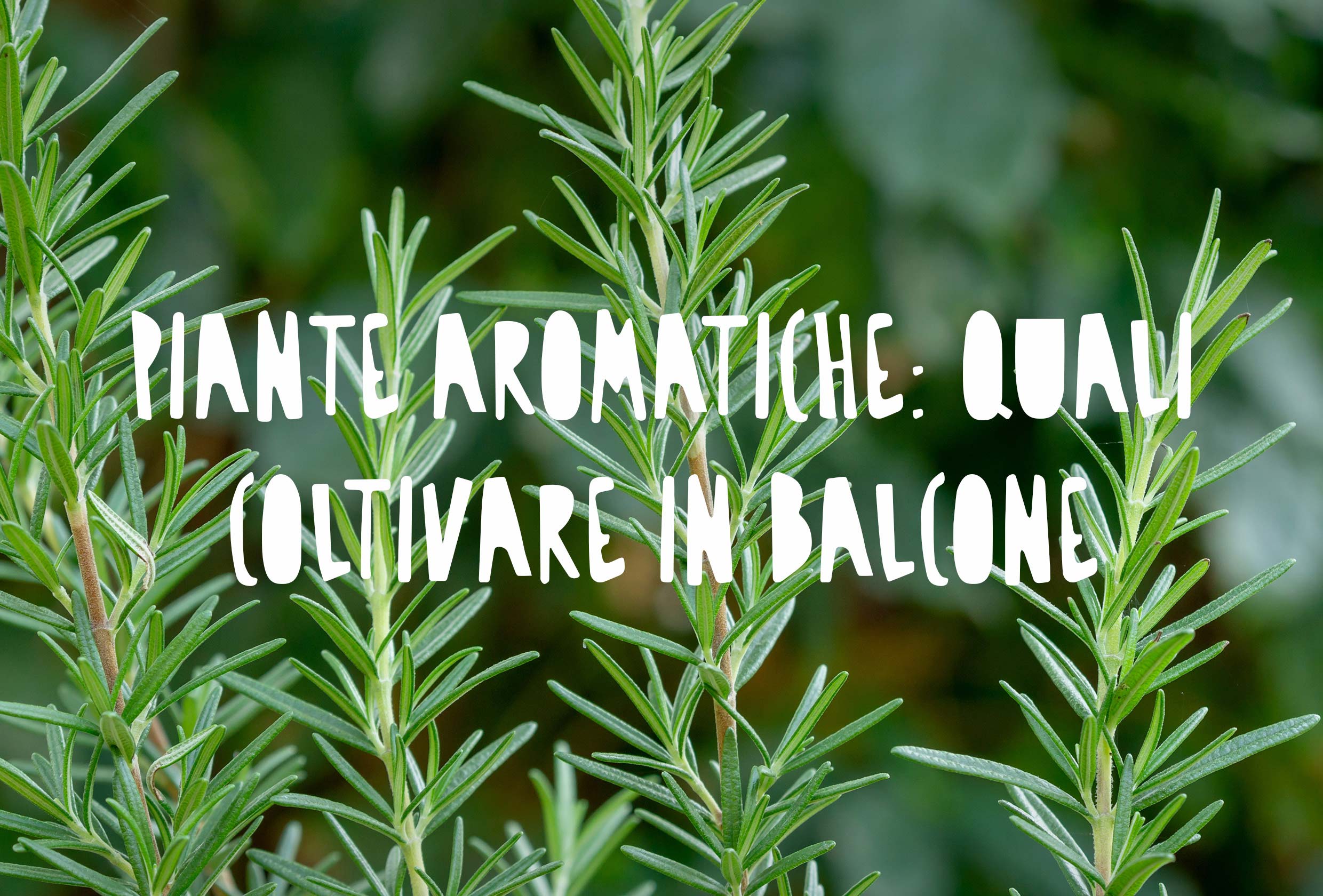 Piante aromatiche in vaso: le più adatte per balconi e terrazzi