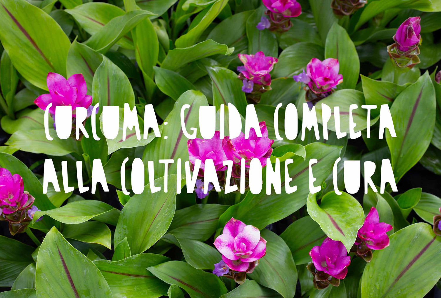 Piante di curcuma ornamentale (Curcuma alismatifolia) che mostra il suo caratteristico fiore esotico con brattee rosa e fucsia, circondato da lunghe foglie verdi e lanceolate.
