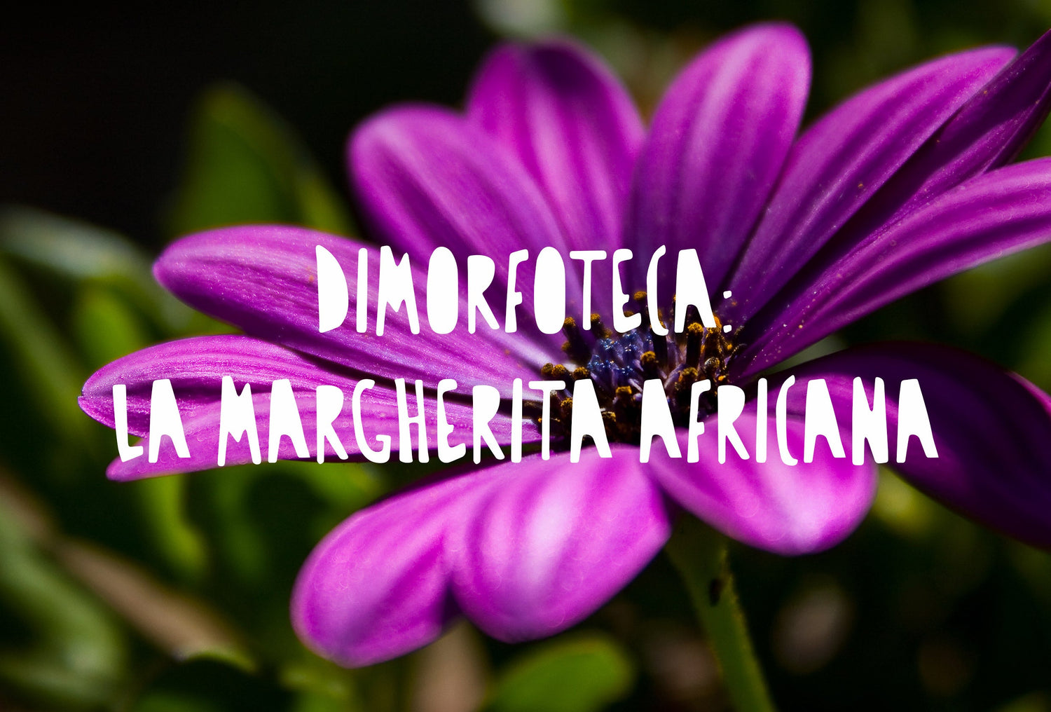 dimorfoteca (margherita africana) in piena fioritura sotto il sole, che mostra i suoi tipici fiori simili a margherite nei toni del viola