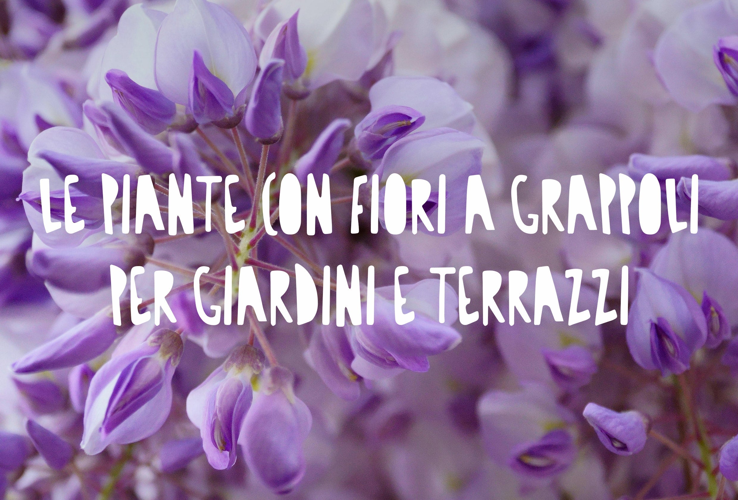 dettaglio di fiori lilla a grappolo del glicine