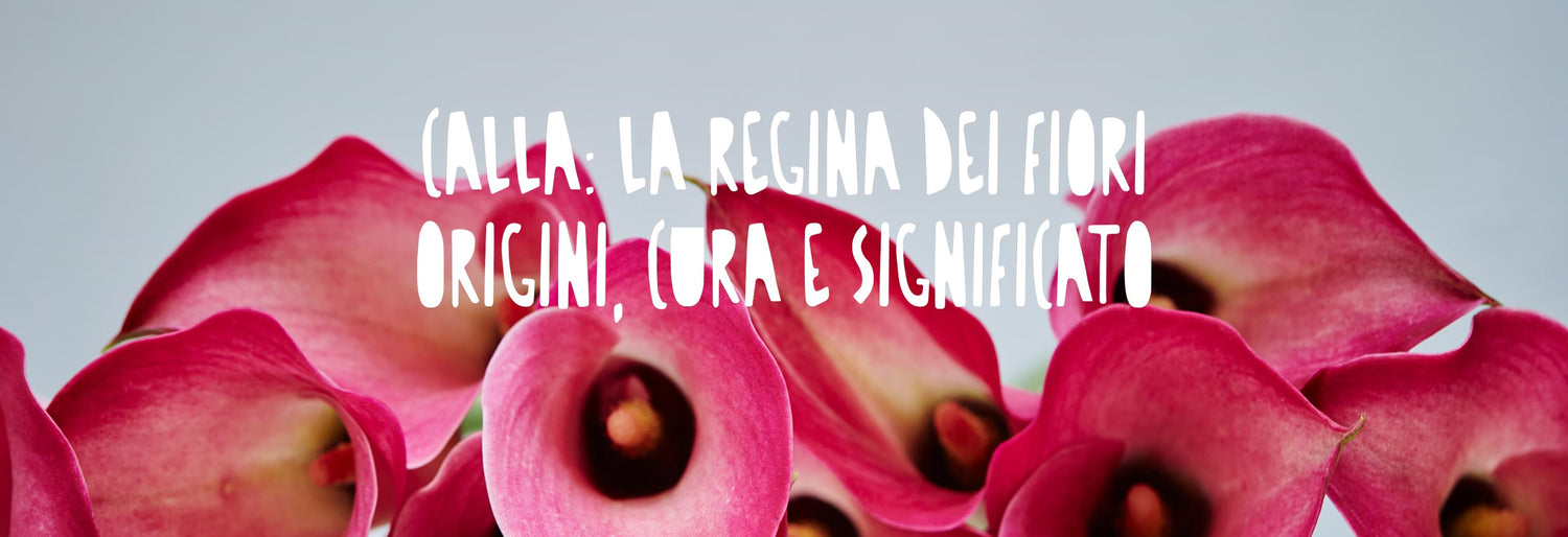 dettaglio di fiori di calla rosa