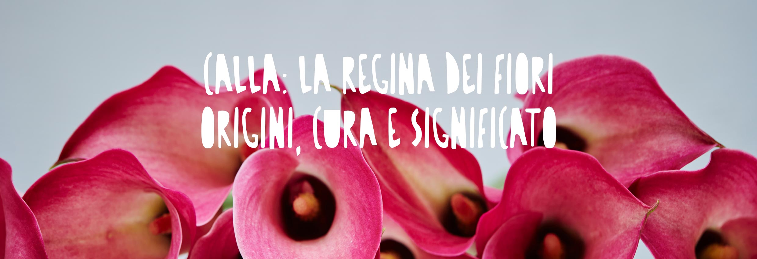 dettaglio di fiori di calla rosa