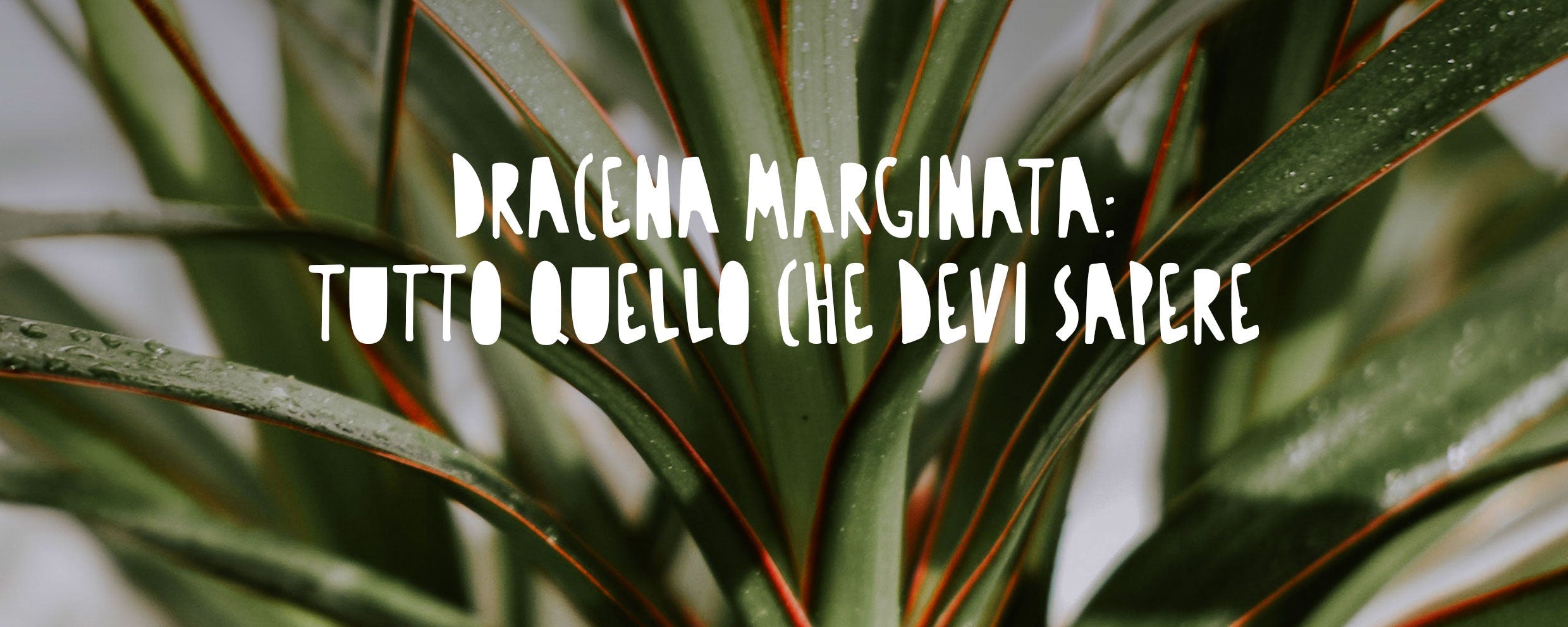 Dracena Marginata, caratterizzata da fusti sottili e slanciati che terminano con ciuffi di foglie strette, lunghe e appuntite con i bordi sfumati di rosso.