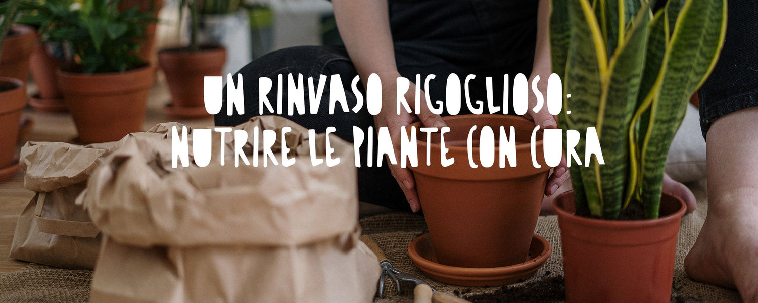 Mani esperte che trasferiscono con cura una pianta da interno in un nuovo vaso di terracotta più grande, aggiungendo terriccio fresco attorno alle radici visibili.