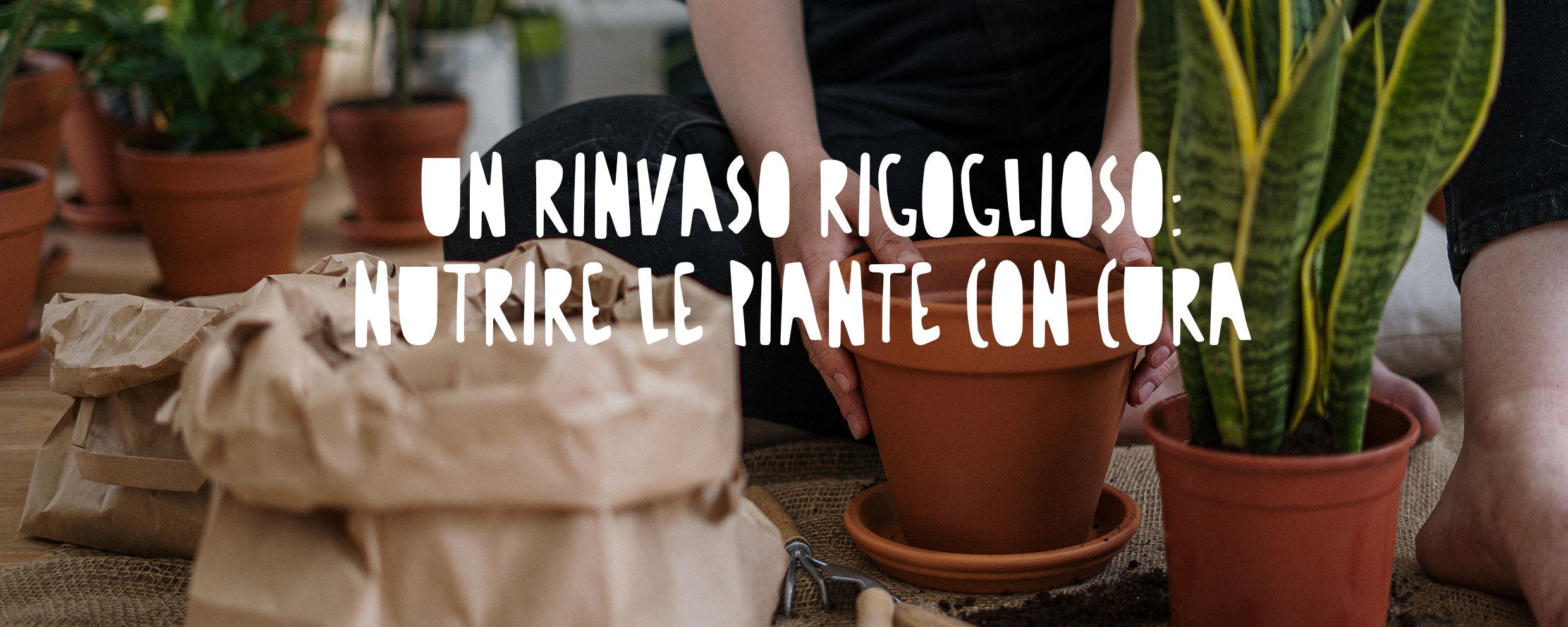 Mani esperte che trasferiscono con cura una pianta da interno in un nuovo vaso di terracotta più grande, aggiungendo terriccio fresco attorno alle radici visibili.
