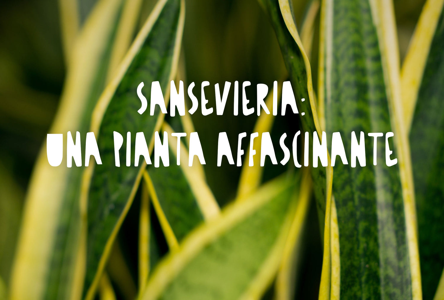 Una pianta di Sansevieria (Lingua di suocera)caratterizzata dalle sue foglie carnose, lunghe, verticali e striate di verde scuro con bordi giallo brillante.