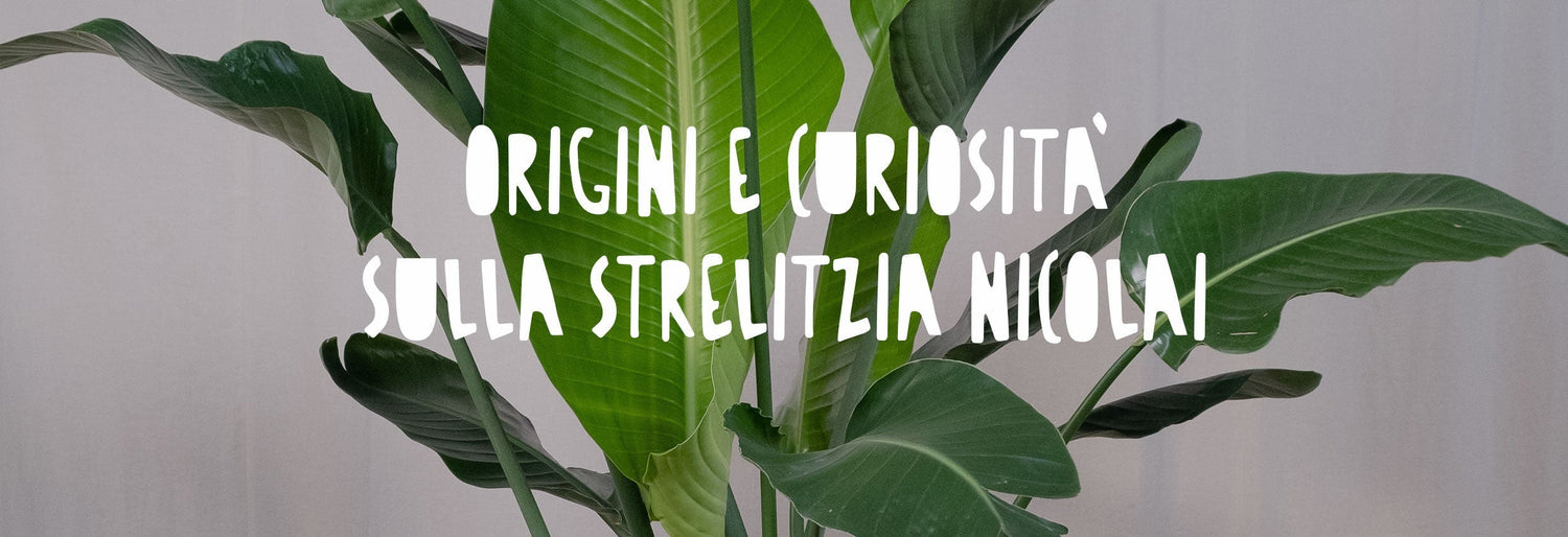 Primo piano delle lussureggianti foglie di una Strelitzia Nicolai (Uccello del Paradiso), una pianta ornamentale da interno originaria dell'Africa del Sud, ideale per il design green. 