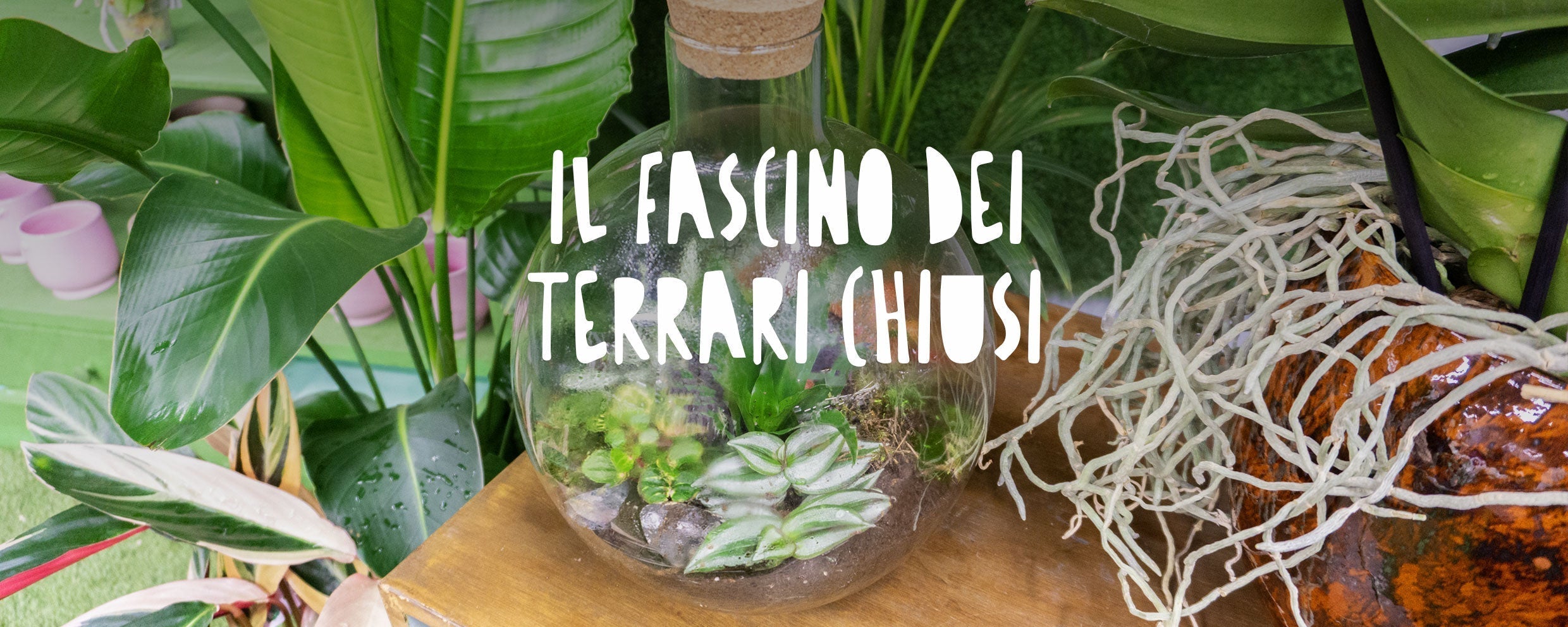 Un terrario chiuso in un vaso di vetro cilindrico, che mostra un ecosistema autosufficiente in miniatura con piccole felci, muschio verde e strati visibili di terriccio e ghiaia.