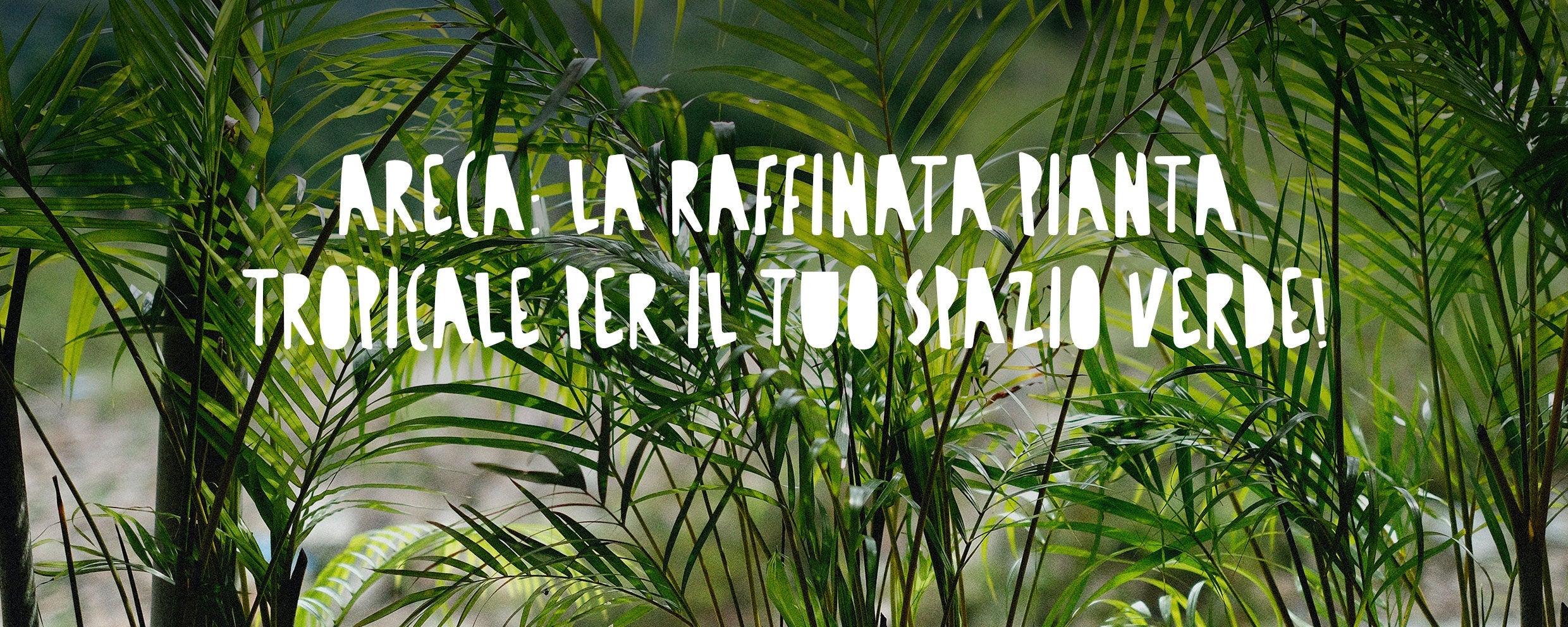 Pianta di Areca (Dypsis lutescens) rigogliosa, caratterizzata da lunghi fusti sottili e grandi fronde con foglie pennate verde brillante che curvano con eleganza.