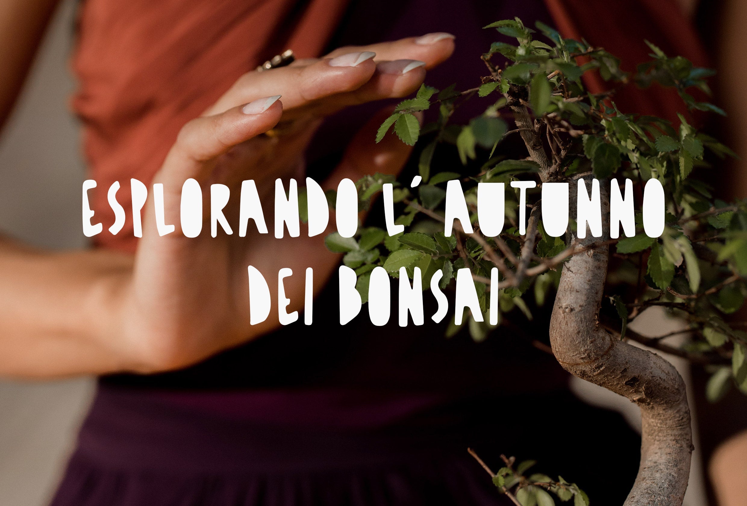 una ragazza che cura un bonsai di olmo zelkova che mostra il tipico fogliame autunnale