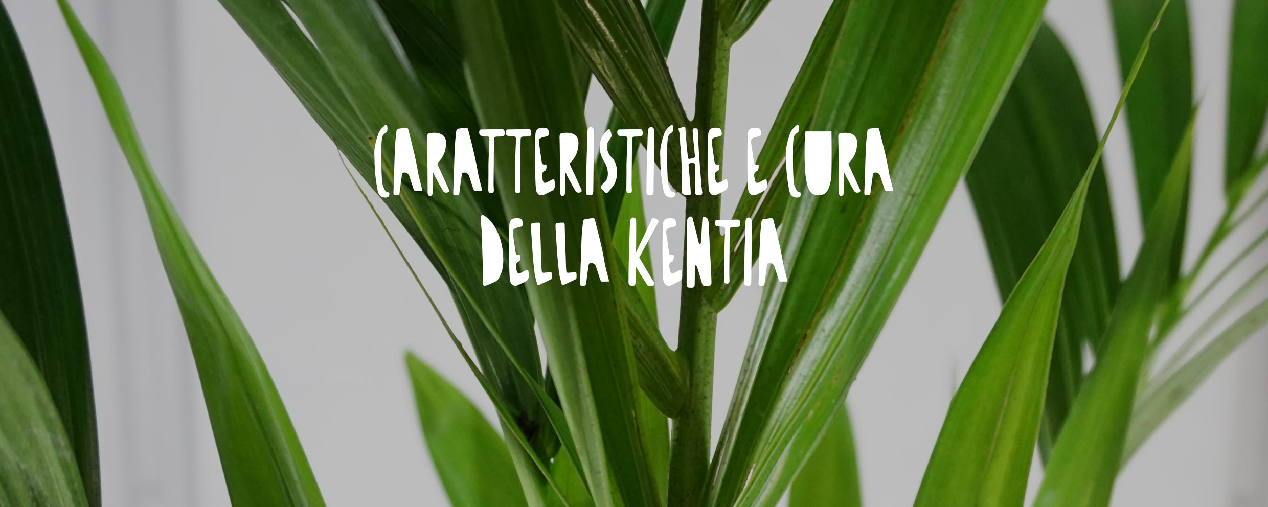 dettaglio di pianta kentia (howea forsteriana)