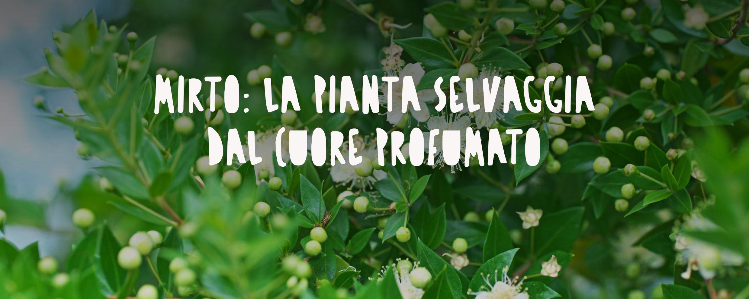 Mirto: La Pianta Selvaggia dal Cuore Profumato