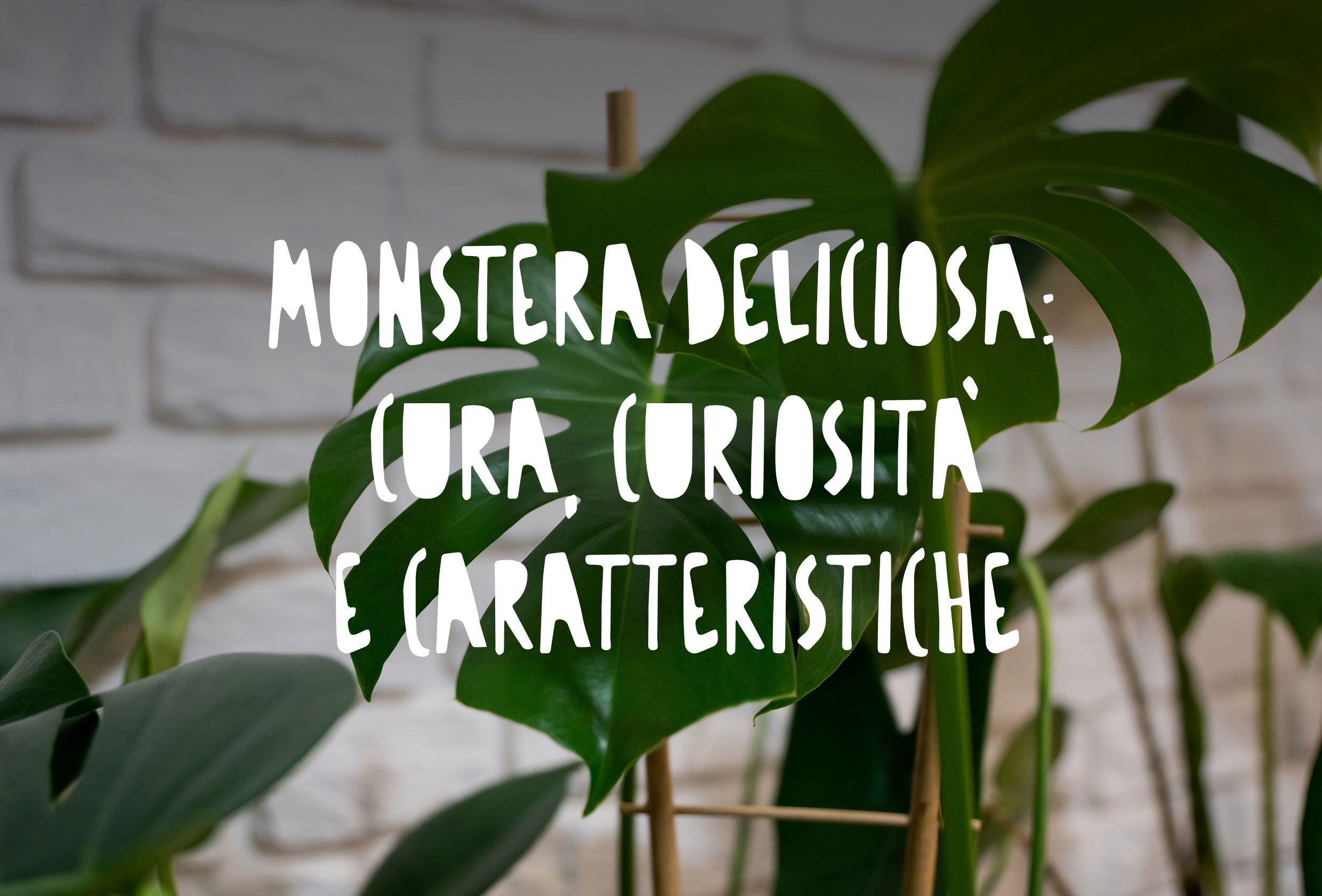 Una splendida Monstera Deliciosa (filodendro) posizionata come elemento d'arredo