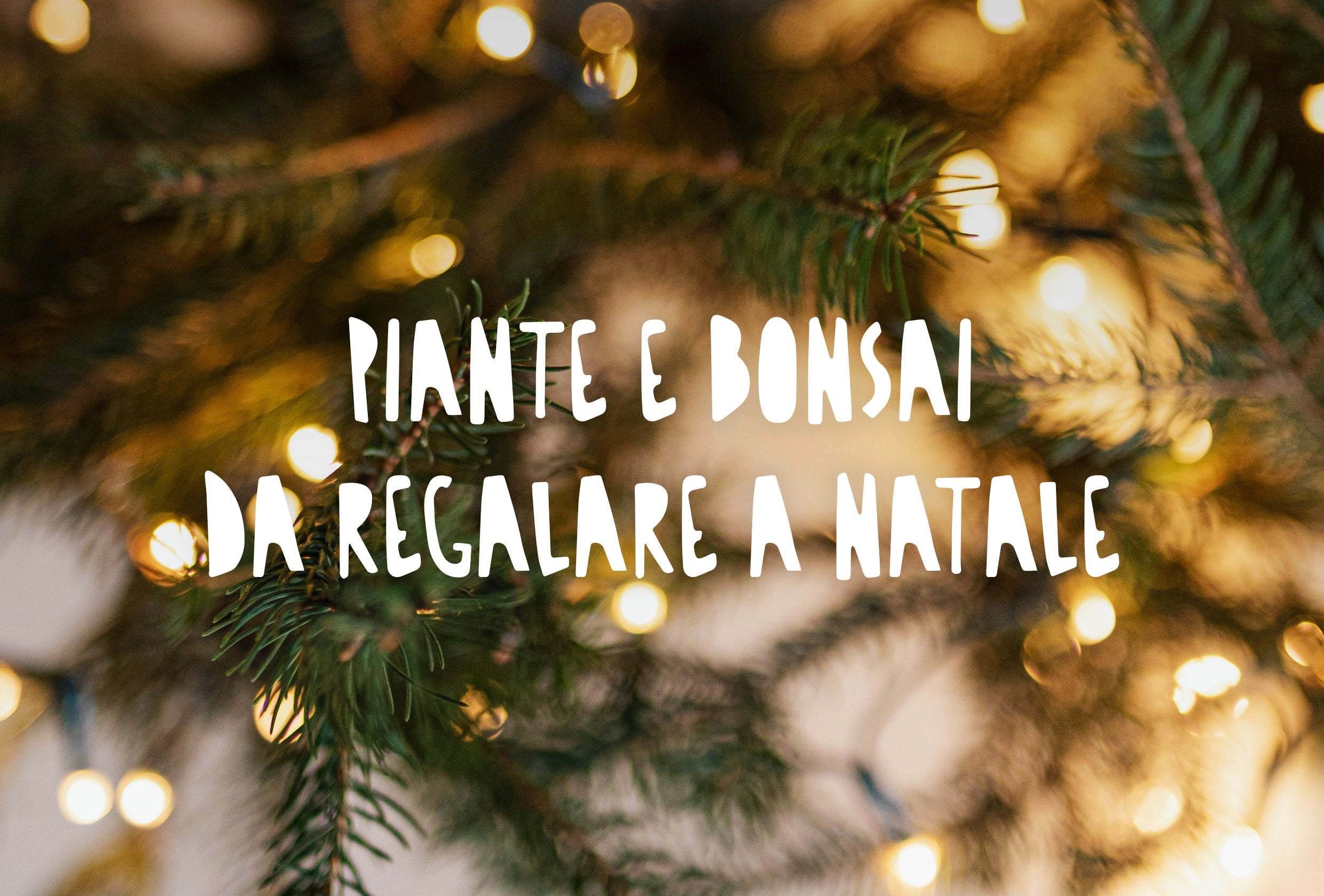 pino con luci natalizie, idee regalo per natale