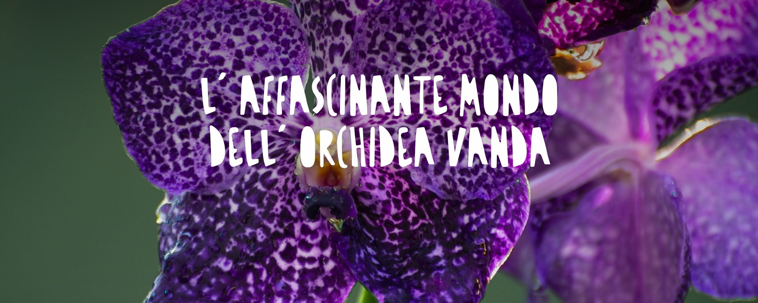Primo piano di un'orchidea Vanda viola esotica in fiore utilizzata per la decorazione d'interni, una pianta ornamentale straordinaria e ricercata dagli appassionati di botanica.