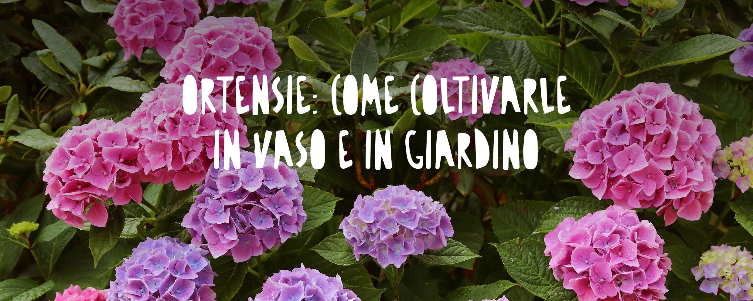 Un cespuglio rigoglioso di ortensie in piena fioritura in giardino, con grandi infiorescenze sferiche sfumate nei toni del rosa e del viola.