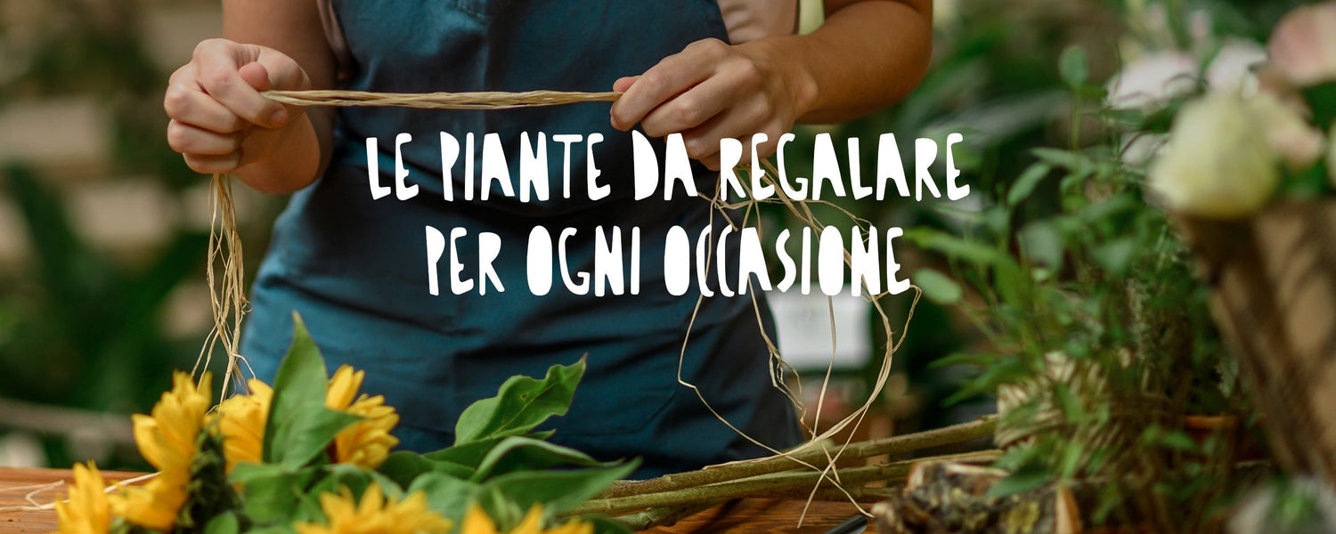 Dettaglio della preparazione di una confezione regalo botanica con fiori e piante decorative, un dono perfetto e personalizzato per compleanni o inaugurazioni.