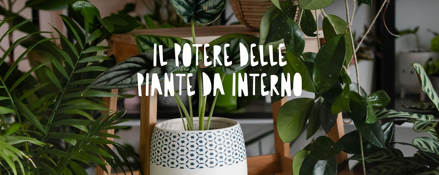 Una ricca collezione di piante d'appartamento facili da curare inserite nell'arredamento domestico, scelte per migliorare il benessere fisico e mentale e decorare gli spazi interni.