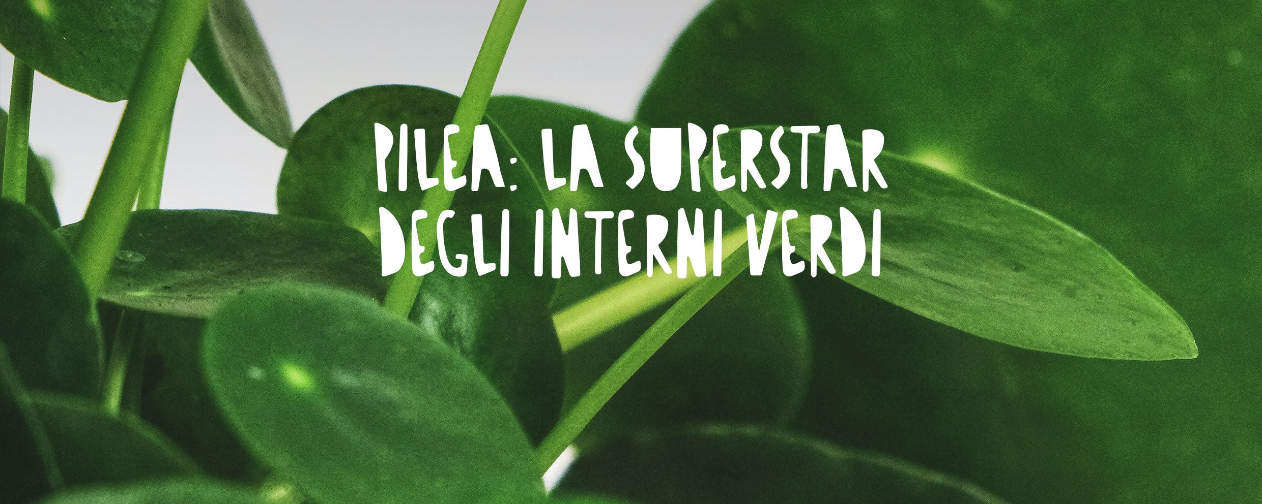 Una rigogliosa pianta di Pilea peperomioides (Pianta delle monete cinesi)