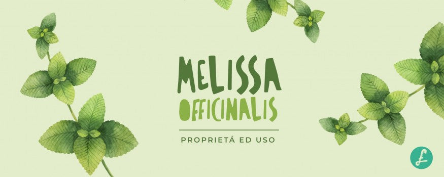 Foglie fresche di melissa officinalis (erba limoncina)