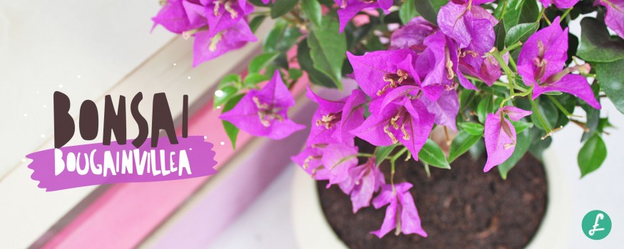 Un bonsai di bougainvillea in vaso fiorito, caratterizzato da una spettacolare ed intensa fioritura di brattee fucsia