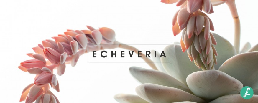 Primo piano di una pianta succulenta Echeveria, che mostra le sue foglie carnose