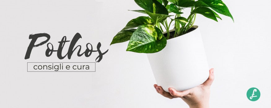 Pianta di pothos in vaso bianco
