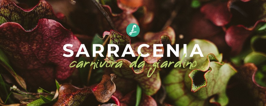 Primo piano di una pianta carnivora Sarracenia