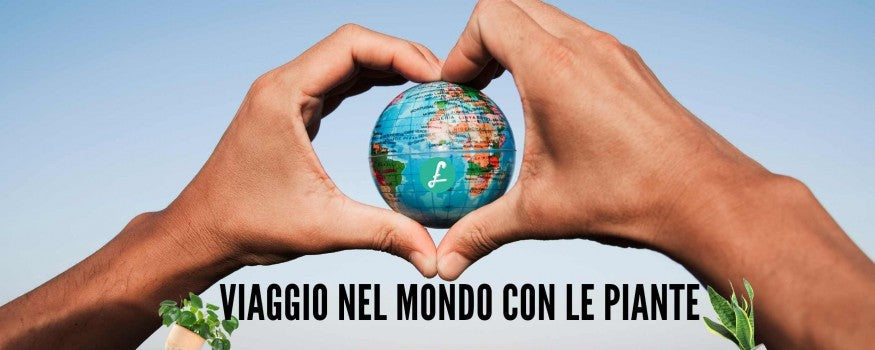 un mappamondo che simboleggia le origini geografiche globali delle varietà botaniche da interno.