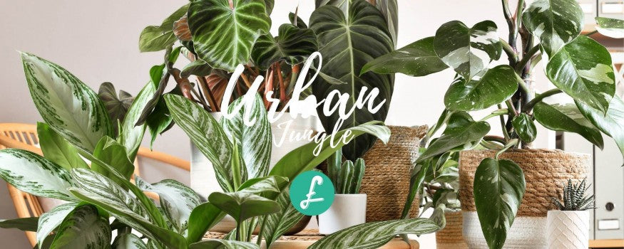 Piante d'interno esotiche e tropicali utilizzate per arredare una casa moderna secondo la tendenza urban jungle, per un ambiente domestico green e rilassante.