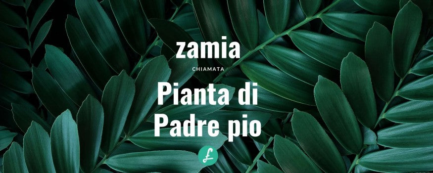 dettaglio delle foglie della pianta zamia - pianta di padre pio