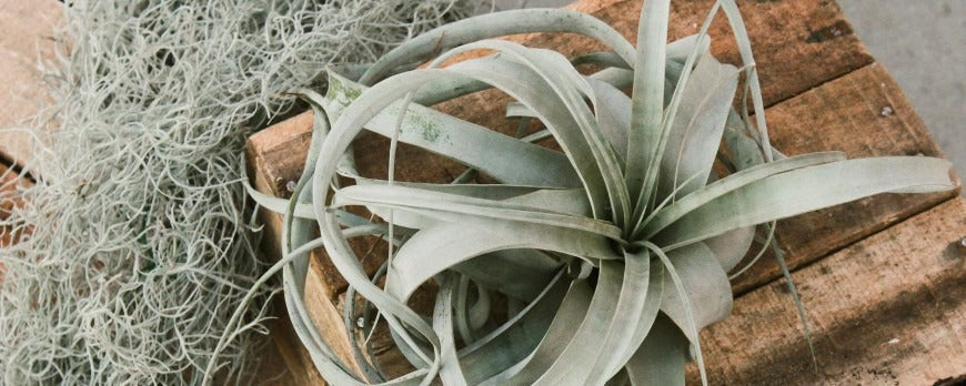 Piante aeree Tillandsia da appartamento