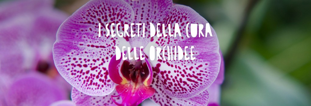 Un'orchidea Phalaenopsis in piena fioritura con eleganti petali sfumati di rosa e bianco