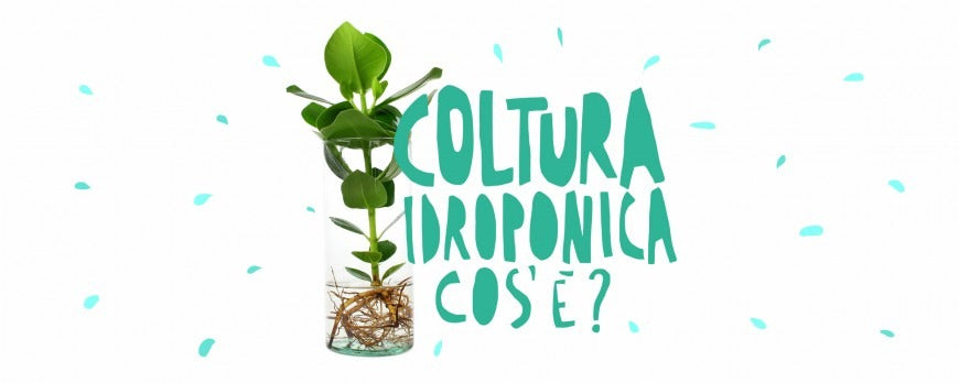 Pianta di clusia coltivata con la tecnica dell'idroponica senza terriccio