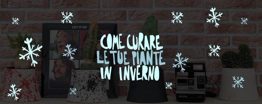 Cura delle piante da interno in inverno per proteggerle dal freddo