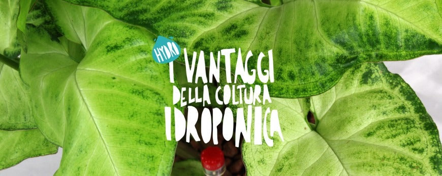 Piante coltivate in idrocoltura, un metodo di coltivazione efficiente e moderno integrato nel contesto urbano e casalingo.