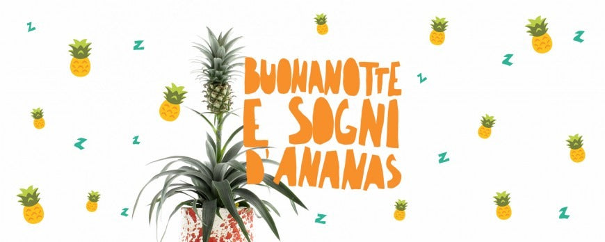 Pianta di ananas, pianta da interno purificatrice dell'aria che migliora il sonno in camera da letto.